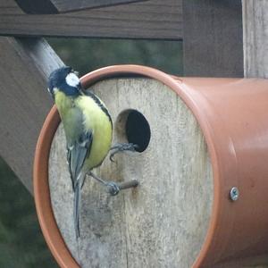 Great Tit