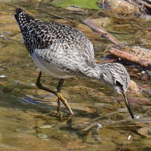 Wood Sandpiper