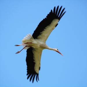 White Stork