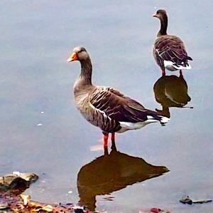 Greylag Goose