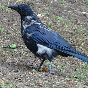 Hooded Crow