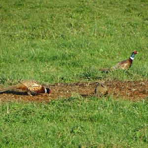 Common Pheasant