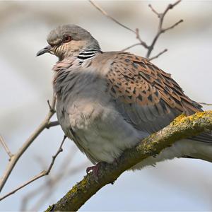 European Turtle-dove