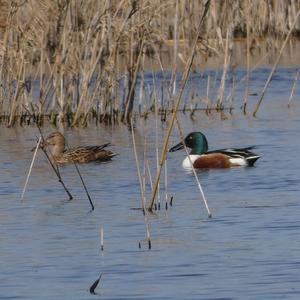 Red Shoveler