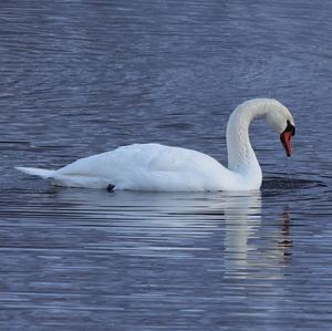 Höckerschwan