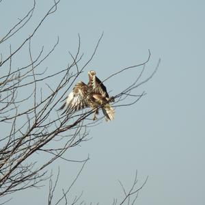 Common Buzzard