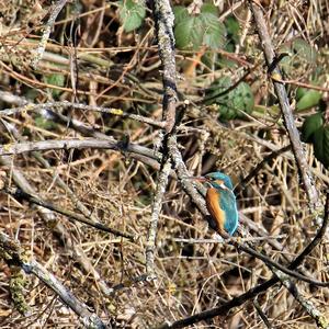 Common Kingfisher