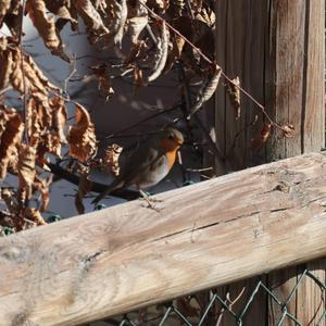 European Robin