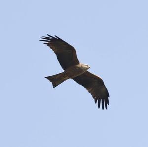 Black Kite