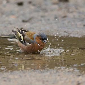 Eurasian Chaffinch