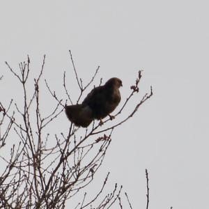 Common Buzzard