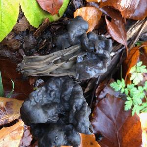 Fluted Black Helvella