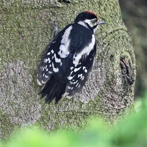 Great Spotted Woodpecker