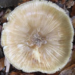 Broad-gilled Agaric