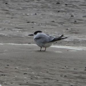 Little Tern