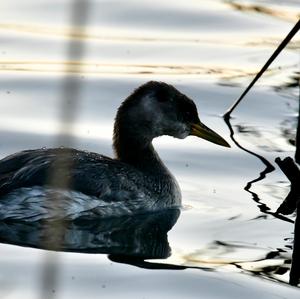 Red-necked Grebe