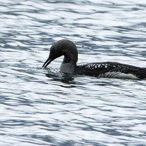 Arctic Loon