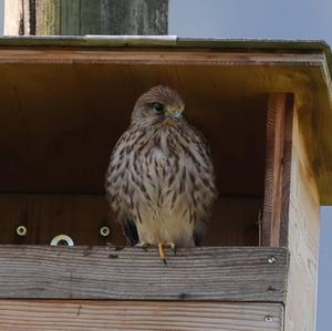 Common Kestrel