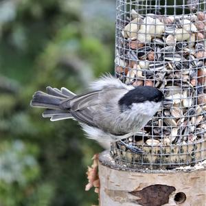 Marsh Tit