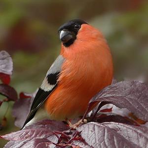 Eurasian Bullfinch