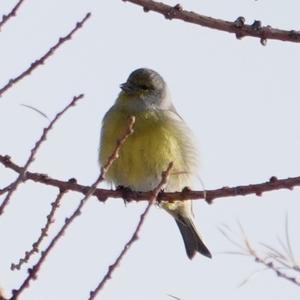 Alpine Citril Finch