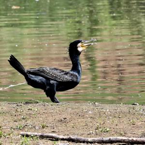 Great Cormorant