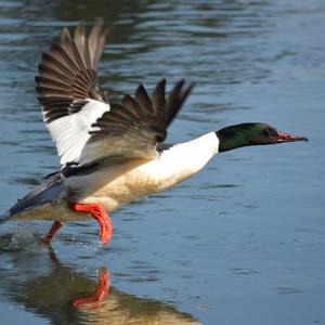 Common Merganser