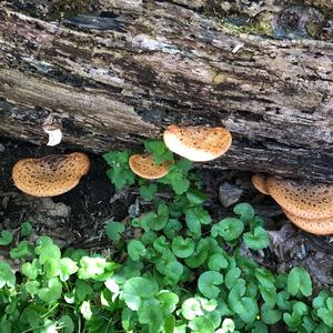 Dryad`s Saddle