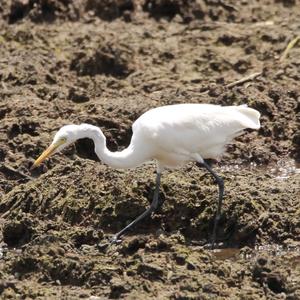 Intermediate Egret