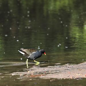 Common Moorhen