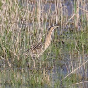 Great Bittern