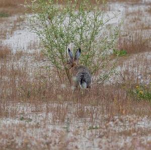 European Hare