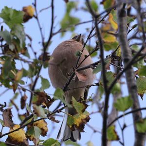 Eurasian Chaffinch