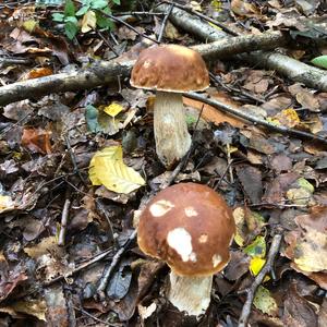 King Bolete