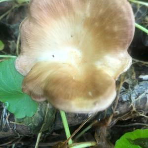 Fawn Mushroom