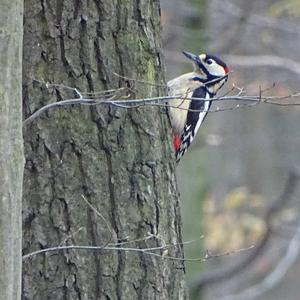 Great Spotted Woodpecker