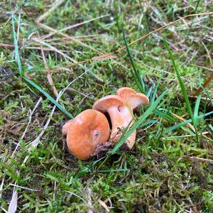 False Saffron Milk Cap