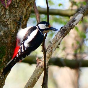 Great Spotted Woodpecker