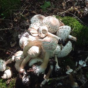 Parasol Mushroom