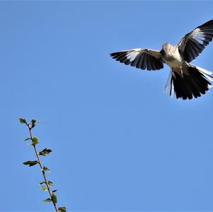 Northern Mockingbird