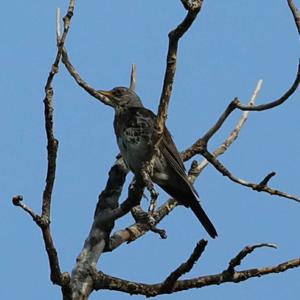 Fieldfare