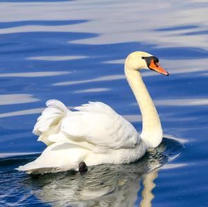 Mute Swan