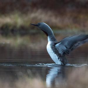 Red-throated Loon