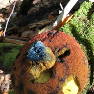 Dotted-stem Bolete