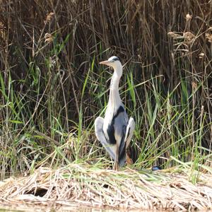 Grey Heron