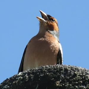 Eurasian Chaffinch