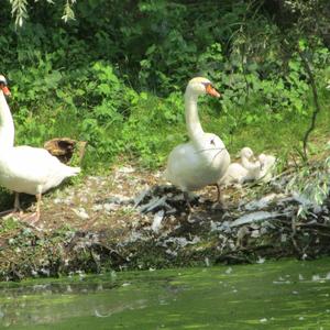 Höckerschwan