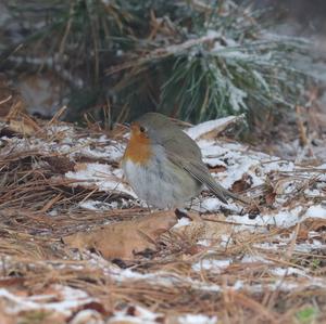 European Robin