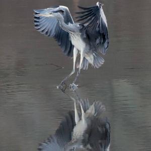 Grey Heron