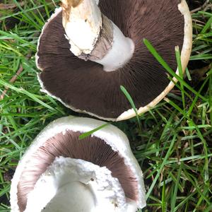 Meadow Agaric